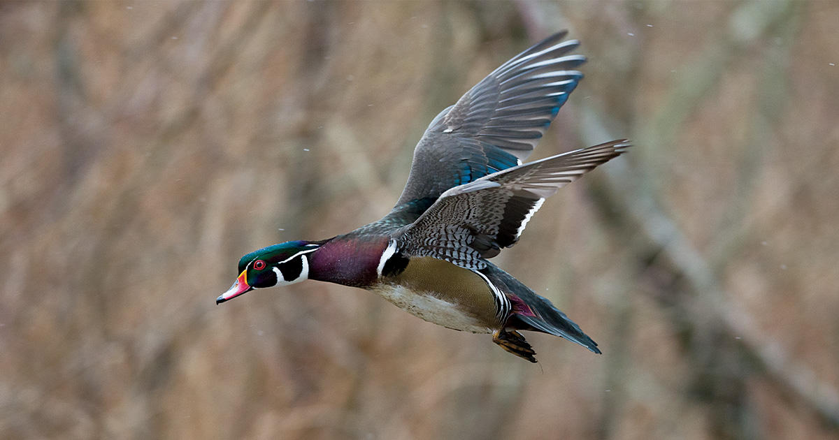 Drake wood duck flying. Photo by DonaldMJones.com.